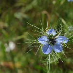 Mai 2009. La Saulce, Nigelle de Damas.