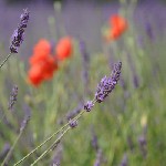 Juillet 2009, Valensole Alpes de Haute Provennce. Il faut protger le coquelicot.