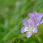 Avril 2011. Freesia.